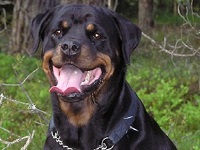 Train your Rottweiler: do not overdo it