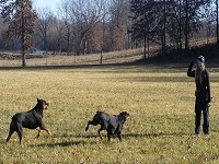 Rottweiler Training Gear