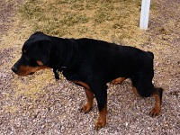 Rottweiler Urinating Submissively