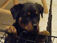 Using Crates for Rottweiler