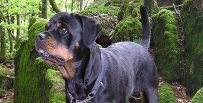 Train Your Rottweiler What's in That Black and Tan Body 2